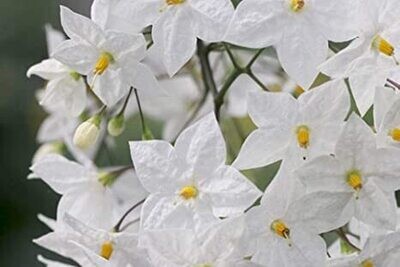 BIAŁE KWIATY (FIORI BIANCHI)