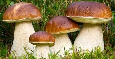 GRZYBY (FUNGHI)
