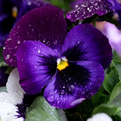 FIOLETOWY (VIOLA)