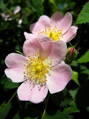 RÓŻA CANINA (ROSA CANINA)
