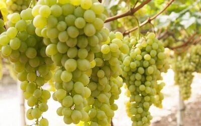 MALVASIA BIANCA
