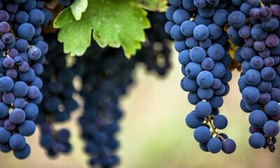AGLIANICO