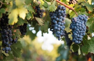 SYRAH