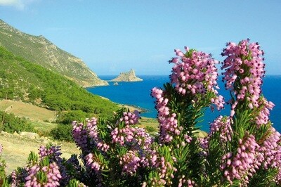 ŚRÓDZIEMNOMORSKI KRZEW (MACCHIA MEDITERRANEA)