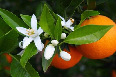 POMARAŃCZOWE KWIATY (FIORI DI ARANCIO)