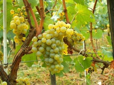 MOSCATO