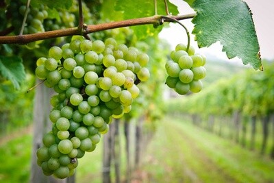 CHENIN BLANC