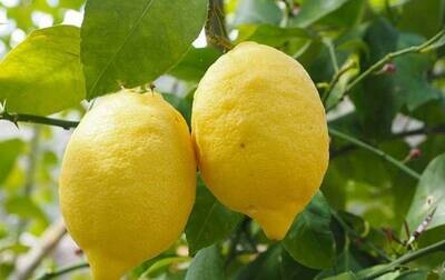 CYTRYNOWY (LIMONE)