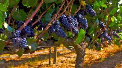 CARMENERE