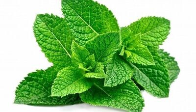 LIŚCIE MIĘTY (MENTA)