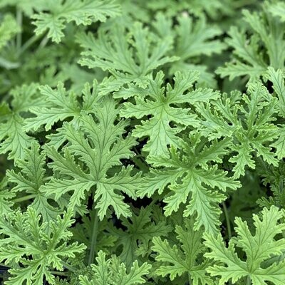 TRAWA CYTRYNOWA (CITRONELLA)