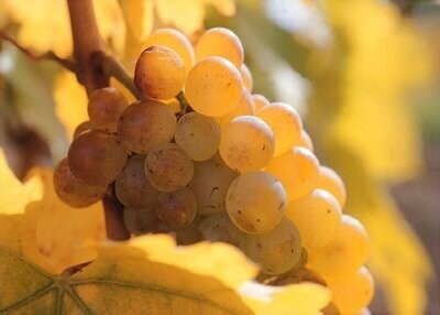 FURMINT