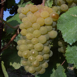 PINOT BLANC / PINOT BIANCO