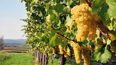 GRUNER VELTLINER