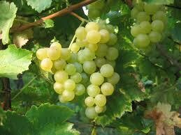 MUSCAT DE LUNEL