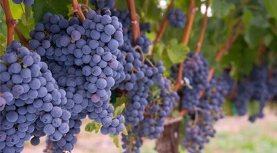 MERLOT