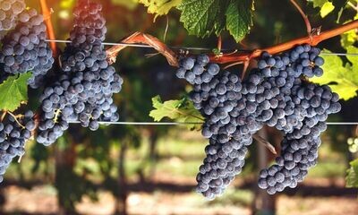 CABERNET FRANC