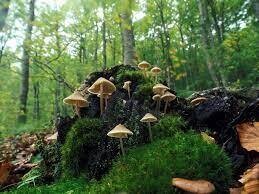 ZIELARSKI (ERBACEO)