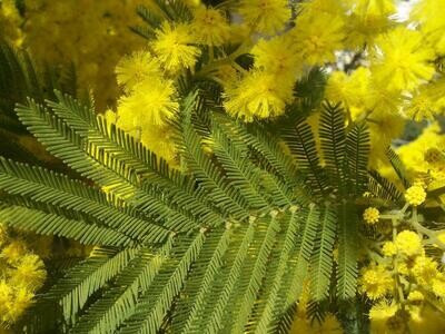 AKACJA (ACACIA)