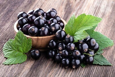 CZARNA PORZECZKA (RIBES NERO)