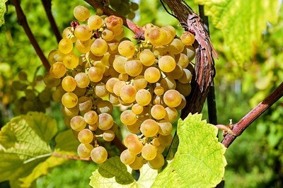 VERMENTINO