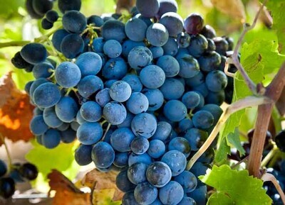 NERO D&#39;AVOLA