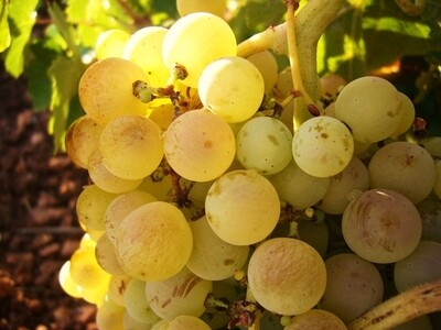 GRILLO