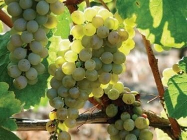 FIANO