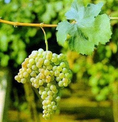 TREBBIANO