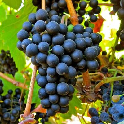 PETIT VERDOT