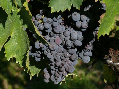 SAGRANTINO