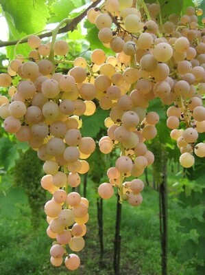 GARGANEGA