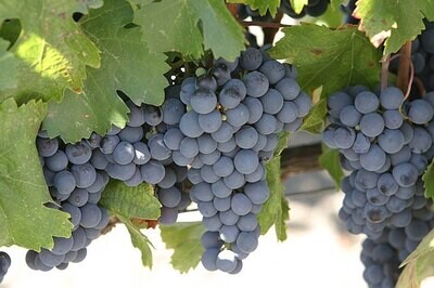 MALBEC