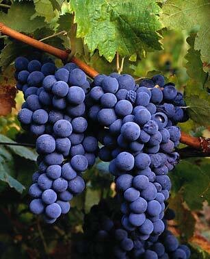 TANNAT