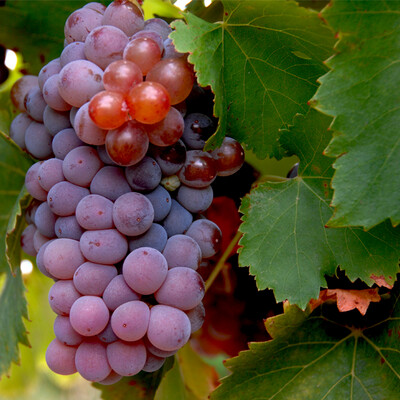 GARNACHA