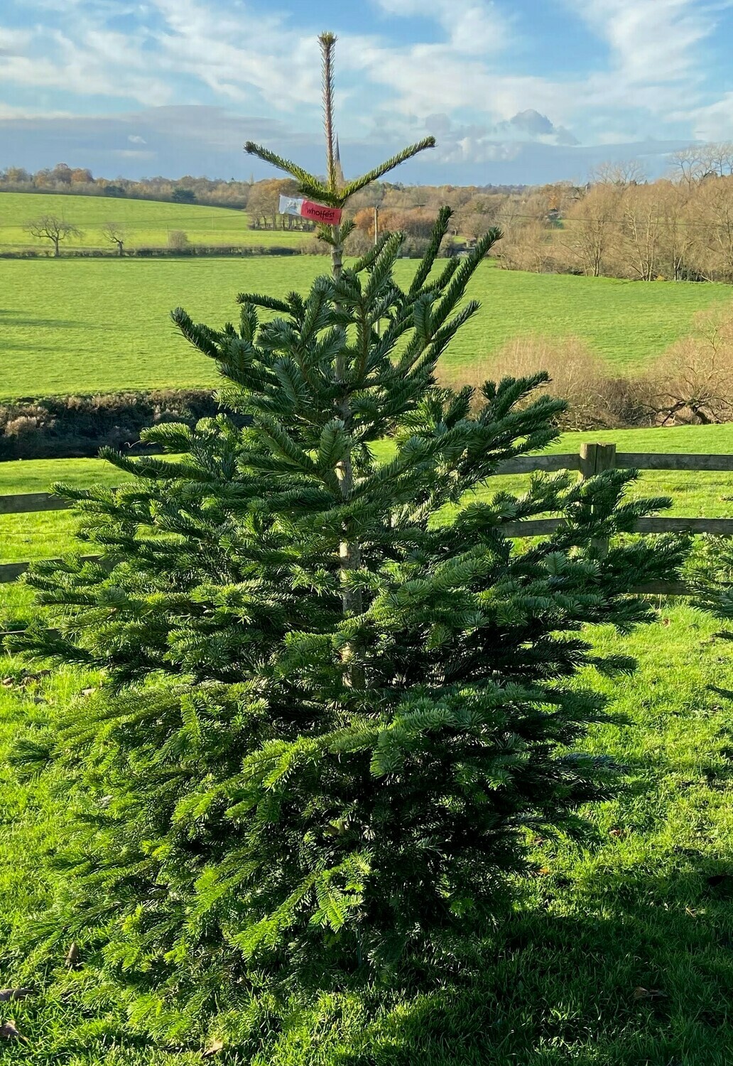 Christmas Tree Med Purple 5-6ft