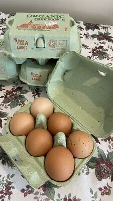 Organic & Free Range Eggs