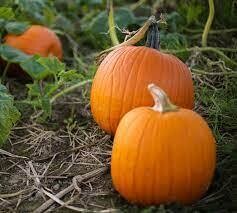 Halloween Organic Pumpkin Small