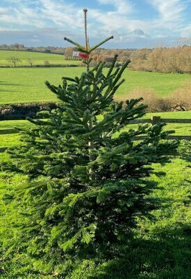 Nordmann Fir Christmas Tree Med Purple 5-6ft Nordmann Fir Christmas Tree Med Purple 5-6ft