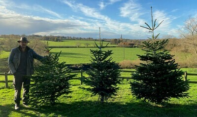 Nordmann Fir Christmas Tree Med Purple 5-6ft