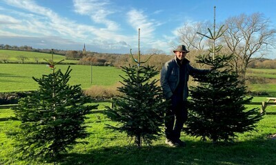 Nordmann Fir Christmas Tree Xlarge Red 8-9ft