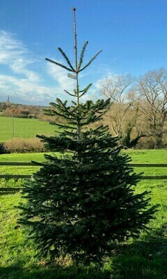 Nordmann Fir Christmas Tree XXlarge 9ft+