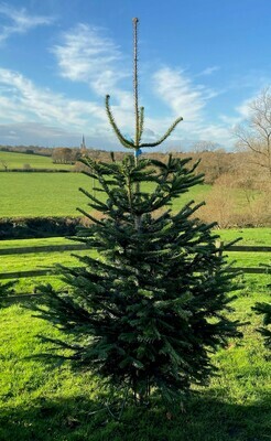 Nordmann Fir Christmas Tree Large Blue 6-7Ft Nordmann Fir Christmas Tree Large Blue 6-7Ft