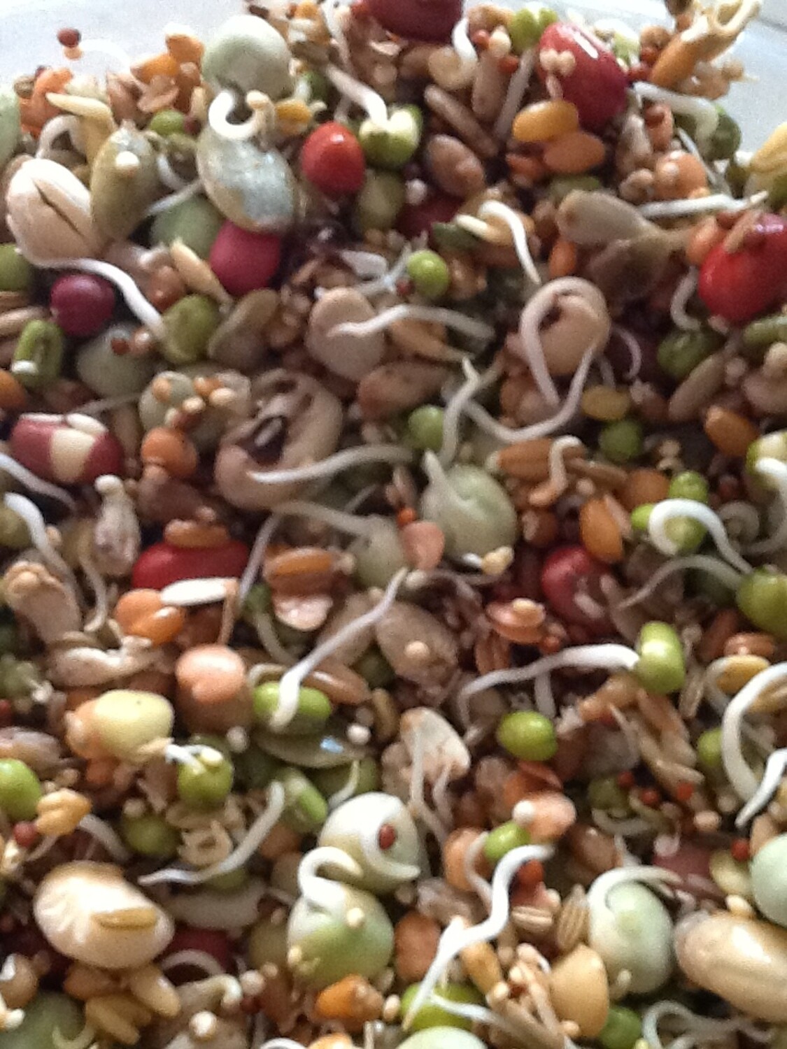 NM Sprout Mix 2 #