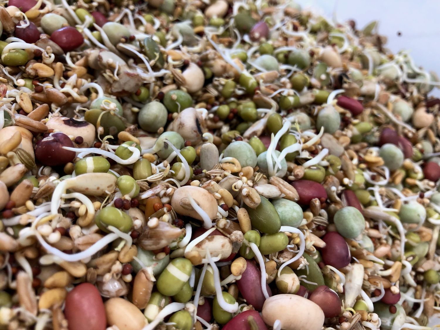 NM Sprout Mix 5 #
