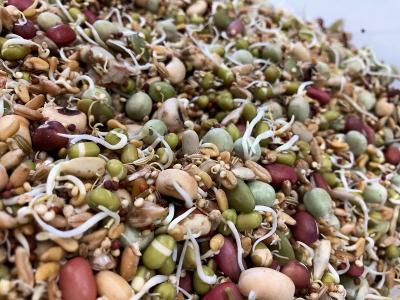 NM Sprout Mix 5 #