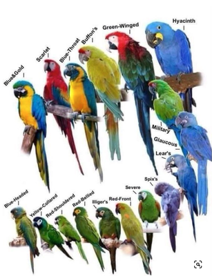 BY BIRD SIZE