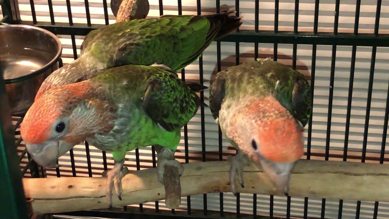 Poicephalus Fusicolis
