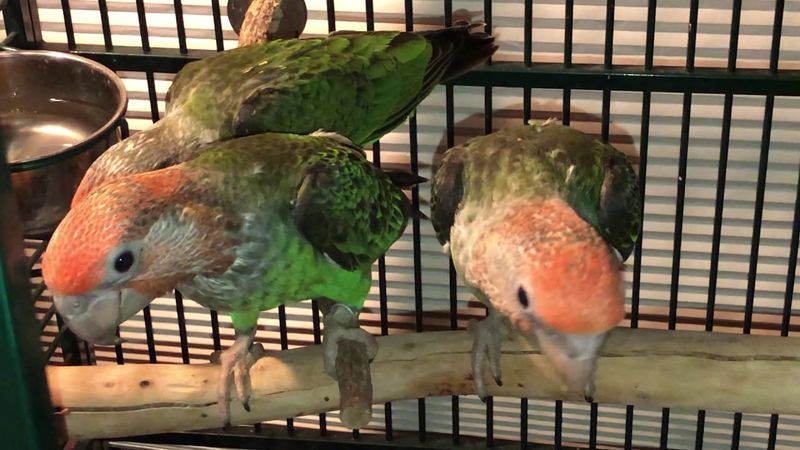 Poicephalus Fusicolis