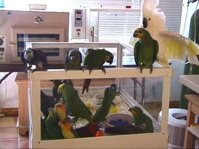Baby Parrots for Sale